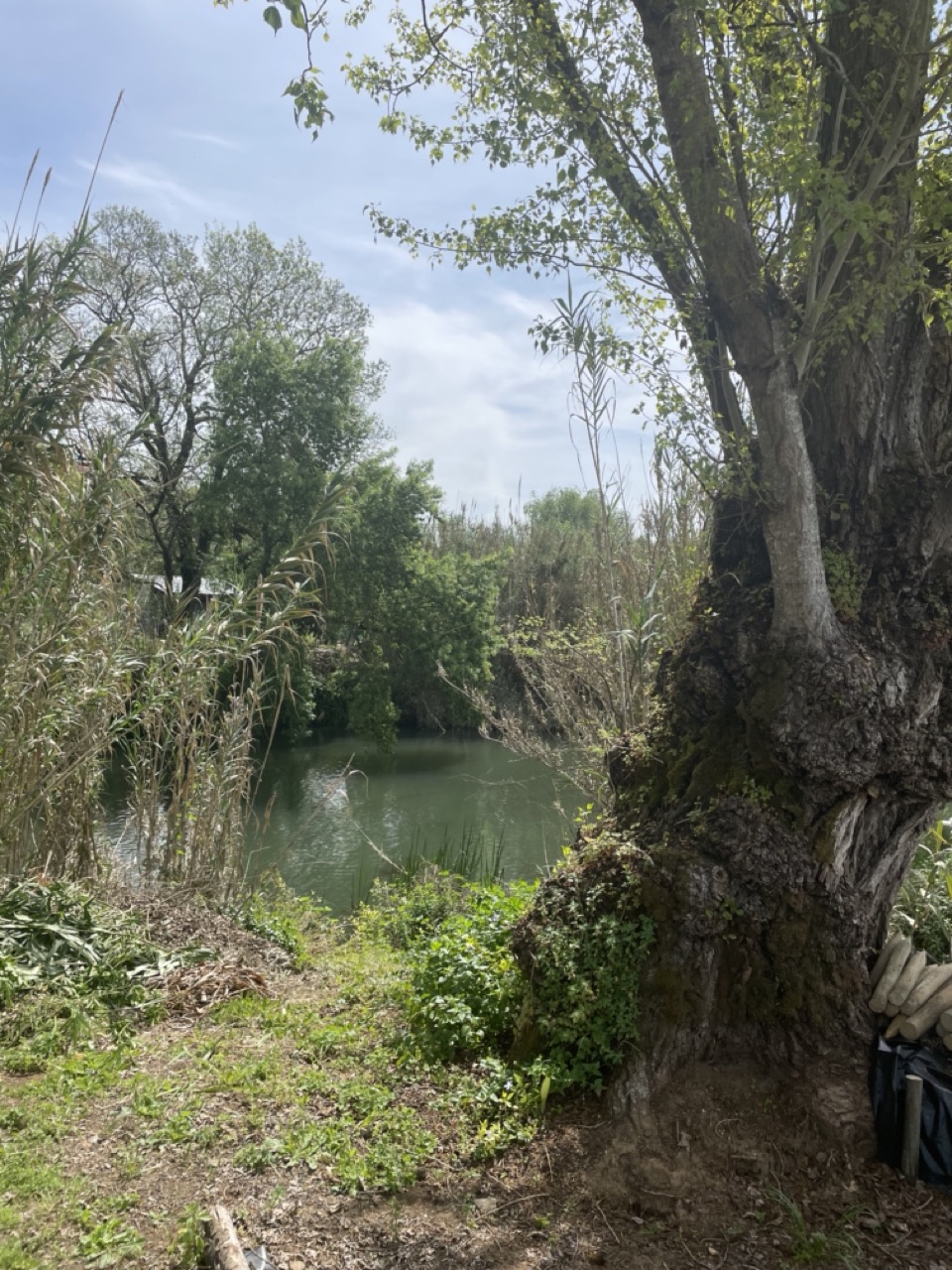 river bank